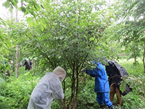 森林保全活動