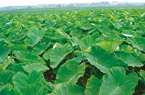 1 認定農場の管理