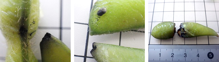 【枝豆のエッジランナウェイ参考画像】