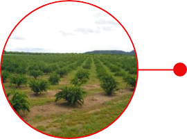  1990年 アセロラ原料ビジネスを本格スタート