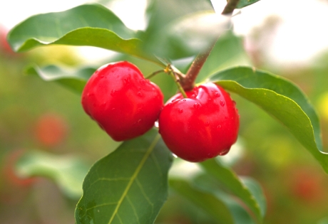 ニチレイフーズのアセロラの強み
