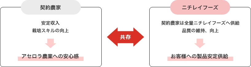契約農家　安定収入　栽培スキルの向上　アセロラ農業への安心感　ニチレイフーズ　契約農家は全量ニチレイフーズへ供給　品質の維持、向上　お客様への製品安定供給