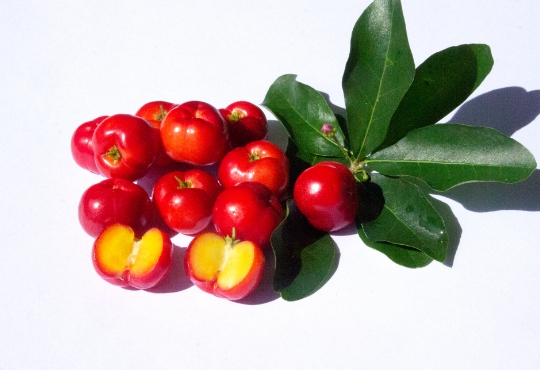 アセロラとは？