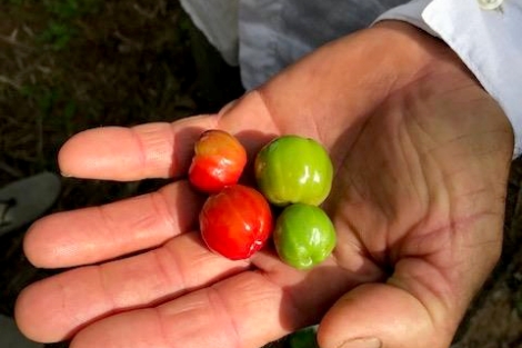 オーガニック化粧品原料をご提供