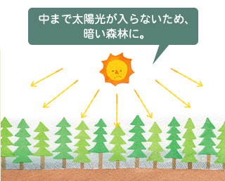 中まで太陽光が入らないため、暗い森林に。