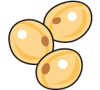 Soybean