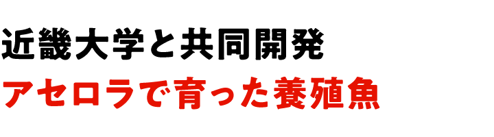 近畿大学と共同開発 アセロラで育った養殖魚